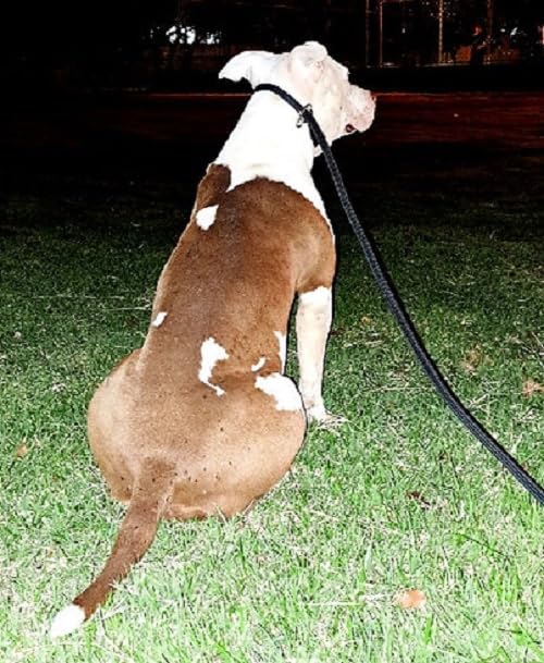 Coleira para Cachorro Guia Unificada para Adestramento com Trava Aço - 2 Metros - Gari & Co. (PRETO)
