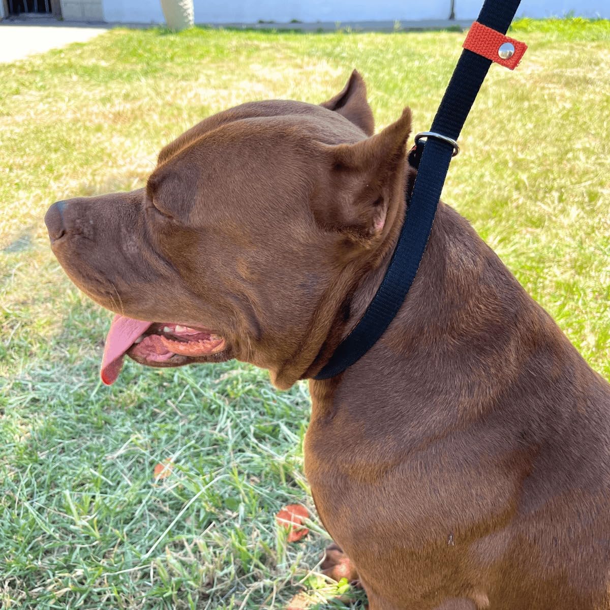 Dogvix Guia Coleira Enforcador Unificado Pet Cão Pitbull para Passeios Adestramento (Preto/Rosa)