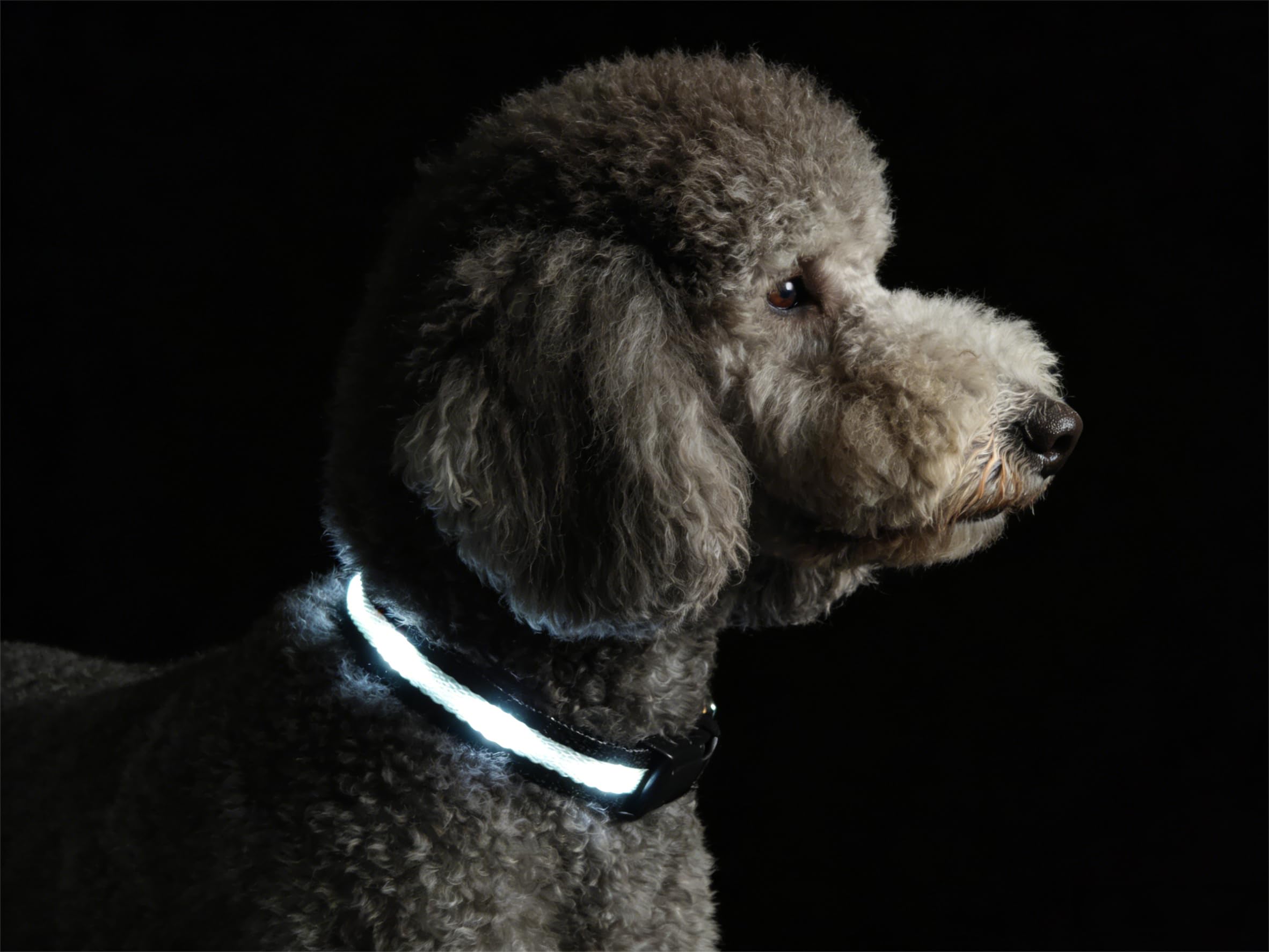 Coleira de LED super brilhante para cães – totalmente à prova d'água e ajustável – recarregável USB-C para caminhadas noturnas, segurança – coleira iluminada piscante para cães (branca, P)