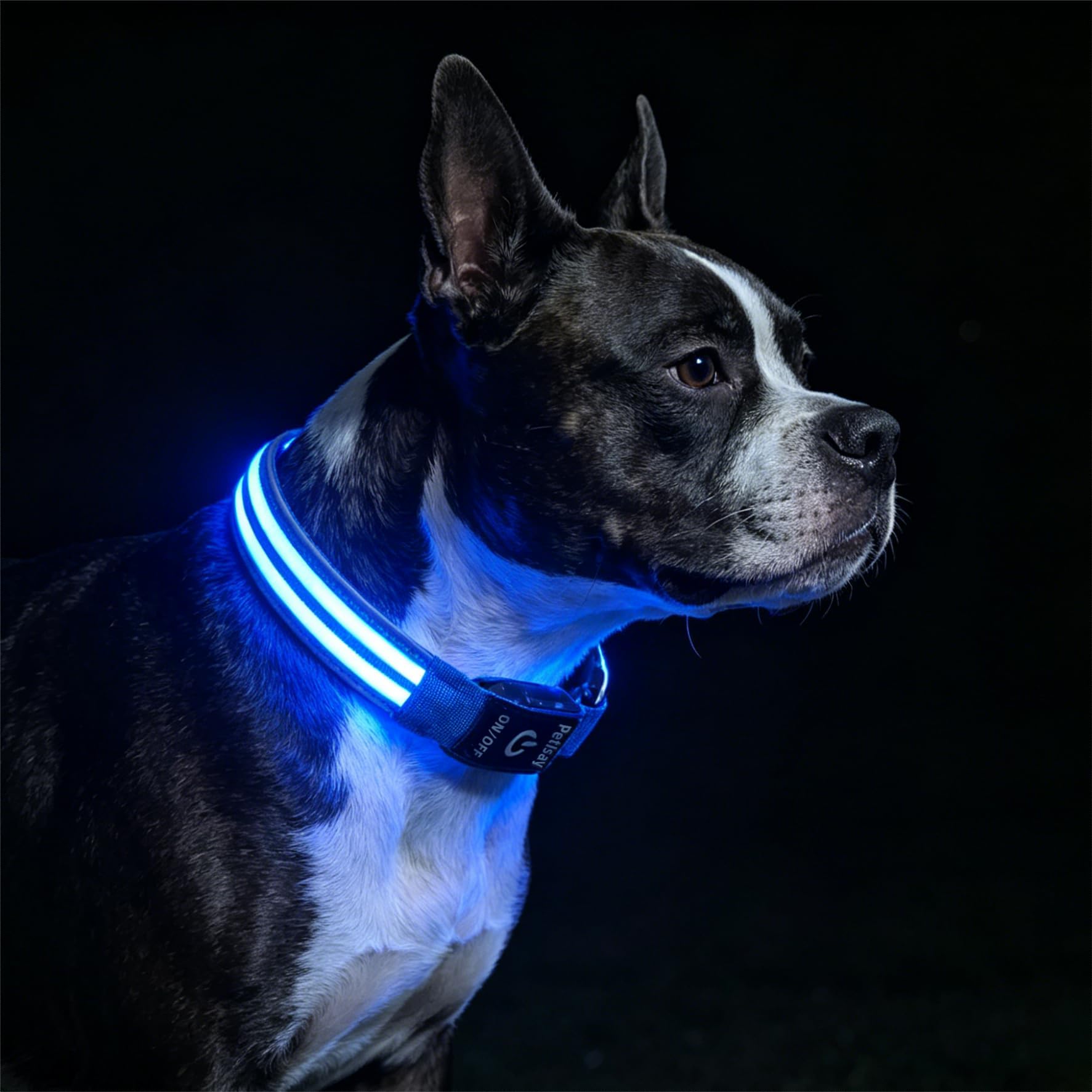 PetIsay Coleira iluminada para cães para caminhadas noturnas – Coleira LED de alta visibilidade – Recarregável – À prova d'água – Refletora – Coleira brilhante ajustável (azul, média)